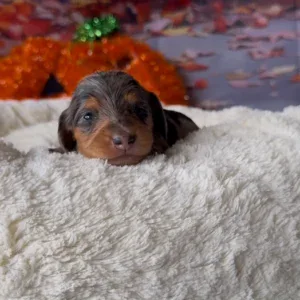 Dachshund Puppy - Moxie