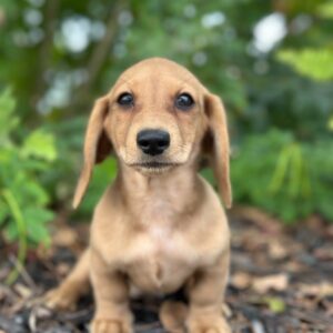Dachshund Puppy - Opal