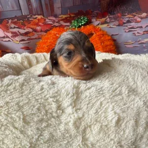 Dachshund Puppy - Otis