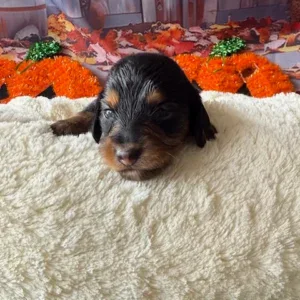 Dachshund Puppy - Sterling