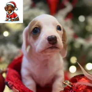 Dachshund Puppy - Badger