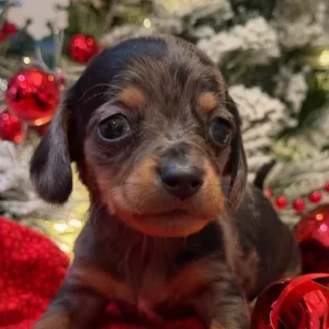 Dachshund Puppy - Boots