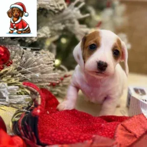 Dachshund Puppy - Buckee