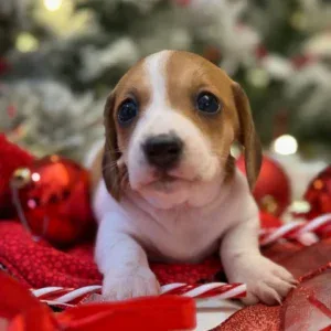 Dachshund Puppy - Cassidy