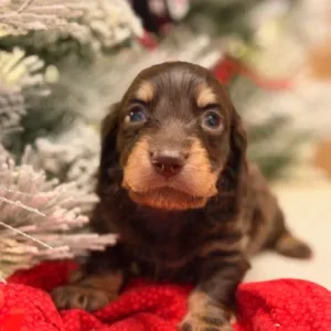 Dachshund Puppy - Chai