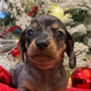 Dachshund Puppy - Dolly