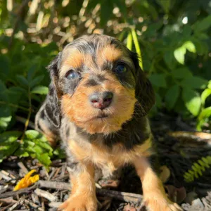 Dachshund Puppy - Elvis