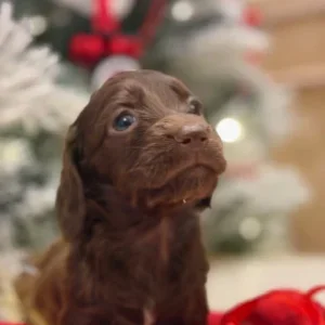 Dachshund Puppy - Espresso