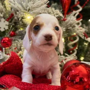 Dachshund Puppy - Freddy