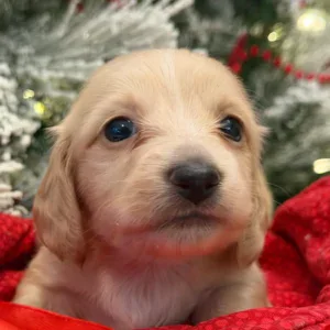 Dachshund Puppy - Frost
