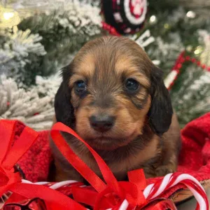 Dachshund Puppy - Honey