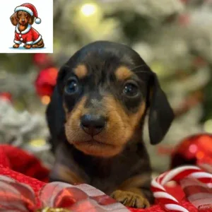 Dachshund Puppy - Howdy