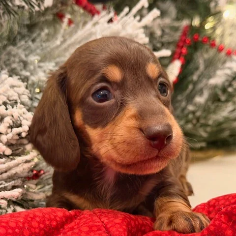 Dachshund Puppy - Java
