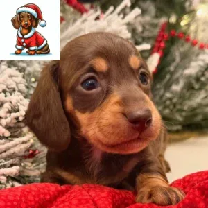 Dachshund Puppy - Java