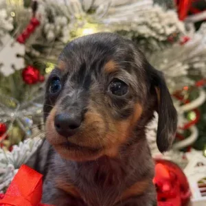 Dachshund Puppy - Johnny Cash