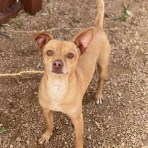 Dream-A-Dream Adoptions - Junior