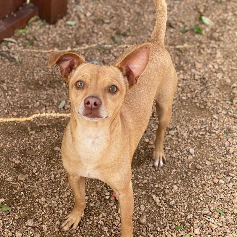 Dream-A-Dream Adoptions - Junior