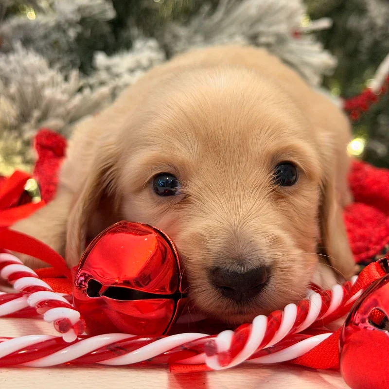 Dachshund Puppy - Kevin