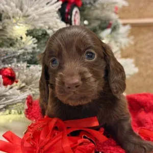 Dachshund Puppy - Latte