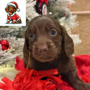 Dachshund Puppy - Latte