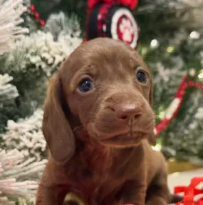 Dachshund Puppy - Macchiato