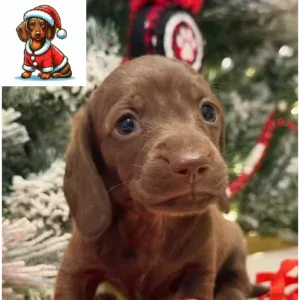 Dachshund Puppy - Macchiato