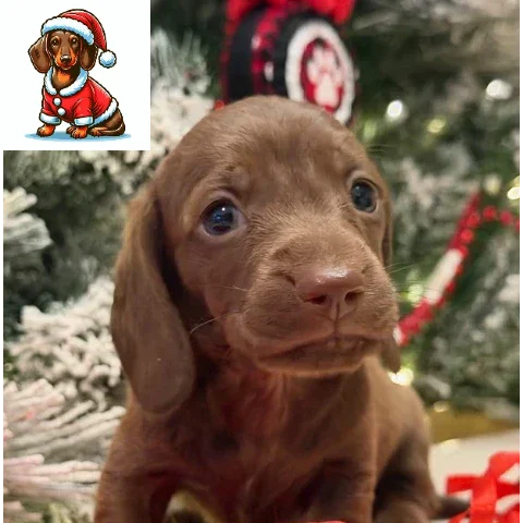 Dachshund Puppy - Macchiato