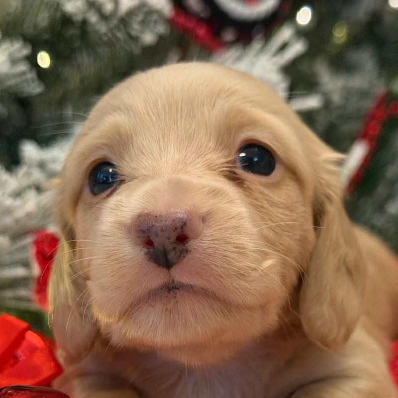 Dachshund Puppy - Max