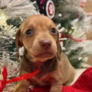 Dachshund Puppy - Mocha