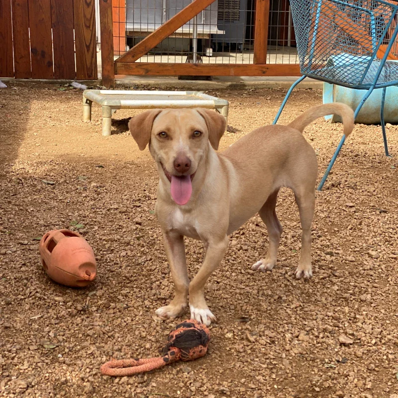 Dream-A-Dream Adoptions - Ozzie