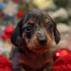 Dachshund Puppy - Reba