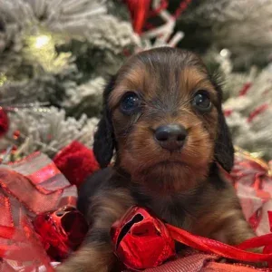 Dachshund Puppy - Rocket