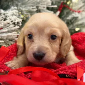 Dachshund Puppy - Snow
