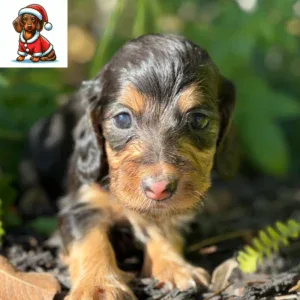 Dachshund Puppy - Sterling