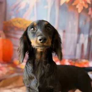 Dachshund Puppy - Tucker