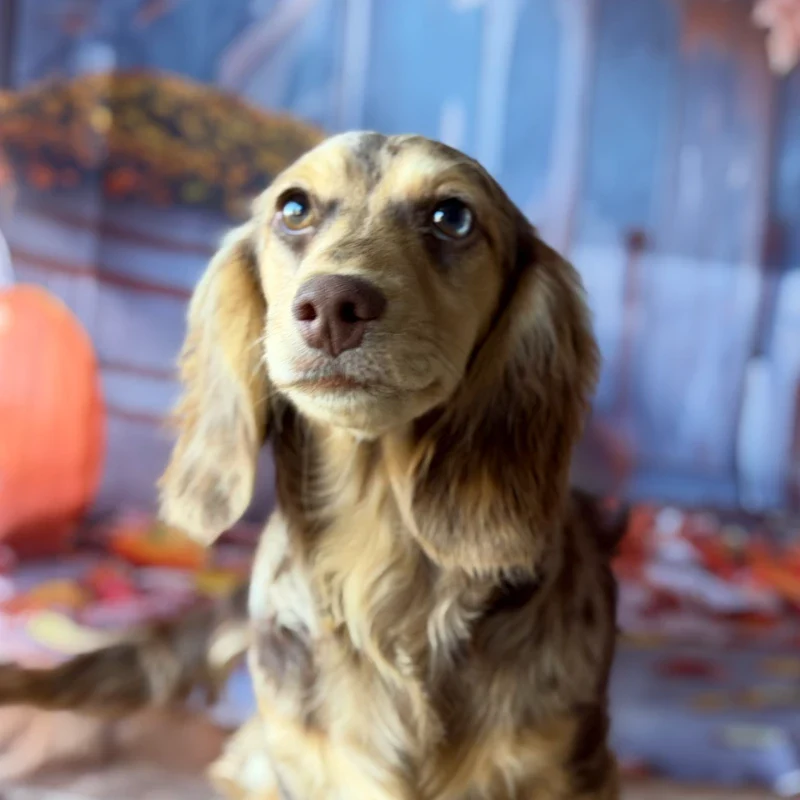 Dachshund Puppy - Warhol