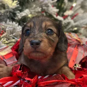 Dachshund Puppy - Whiskey
