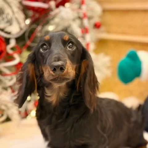 Dream-A-Dream Rescue - Bruce