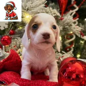 Dachshund Puppy - Freddy