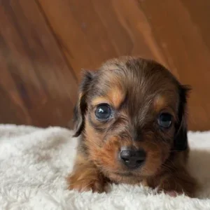 Dachshund Puppy - Phoenix