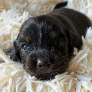 Dachshund Puppy - Bianca