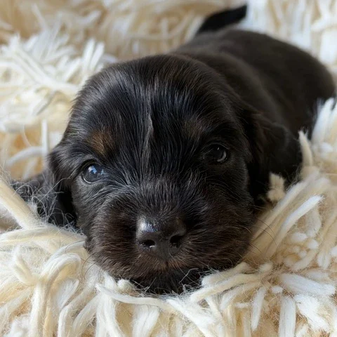 Dachshund Puppy - Bianca