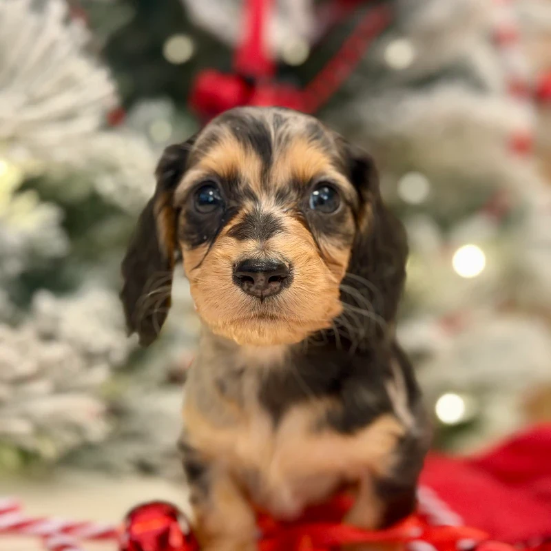 Dachshund Puppy - Elvis