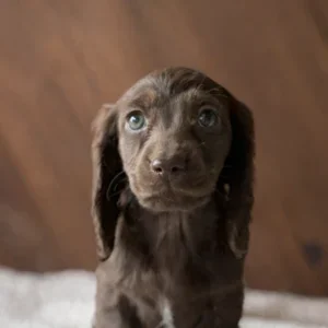 Dachshund Puppy - Espresso