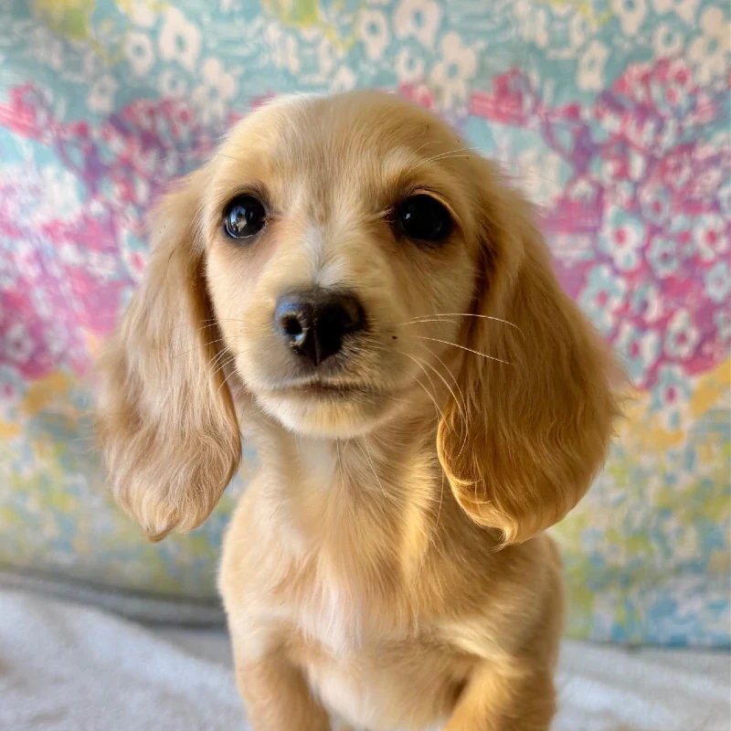 Dachshund Puppy - Frost