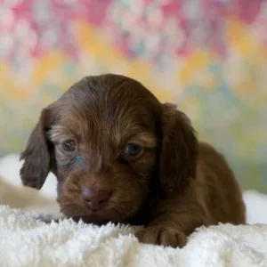 Dachshund Puppy - Kaden