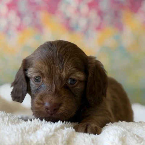 Dachshund Puppy - Kaden