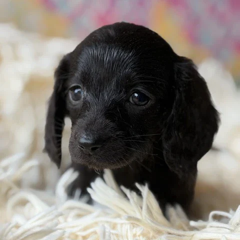 Dachshund Puppy - Liora