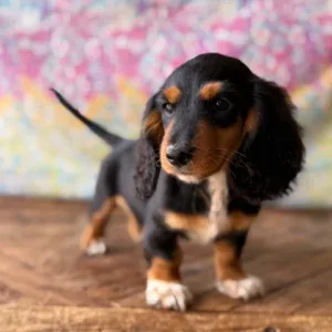 Dachshund Puppy - Luke