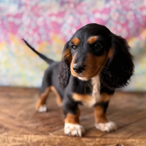 Dachshund Puppy - Luke